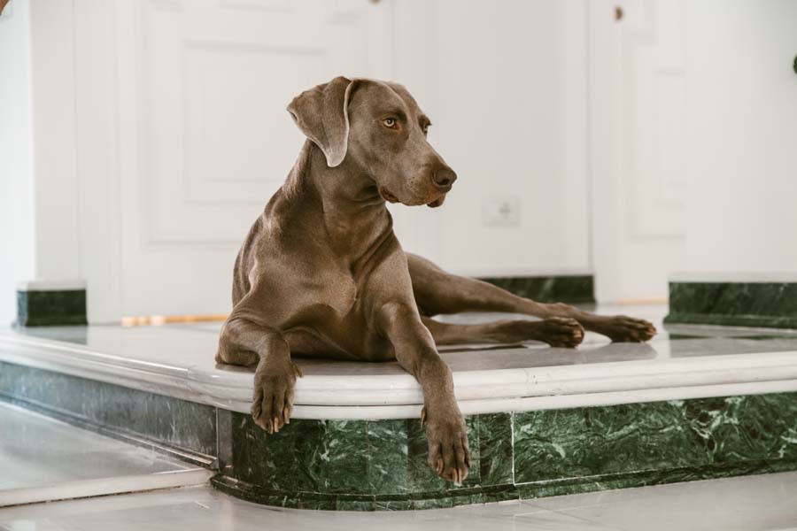 fotografo cani e gatti, book fotografico cani gatti