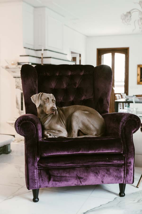 fotografo cani e gatti, book fotografico cani gatti