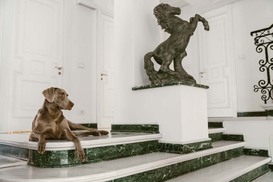 fotografo cani gatti, book fotografico cani gatti