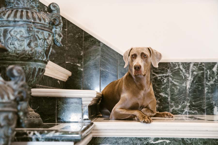 fotografo cani gatti catania